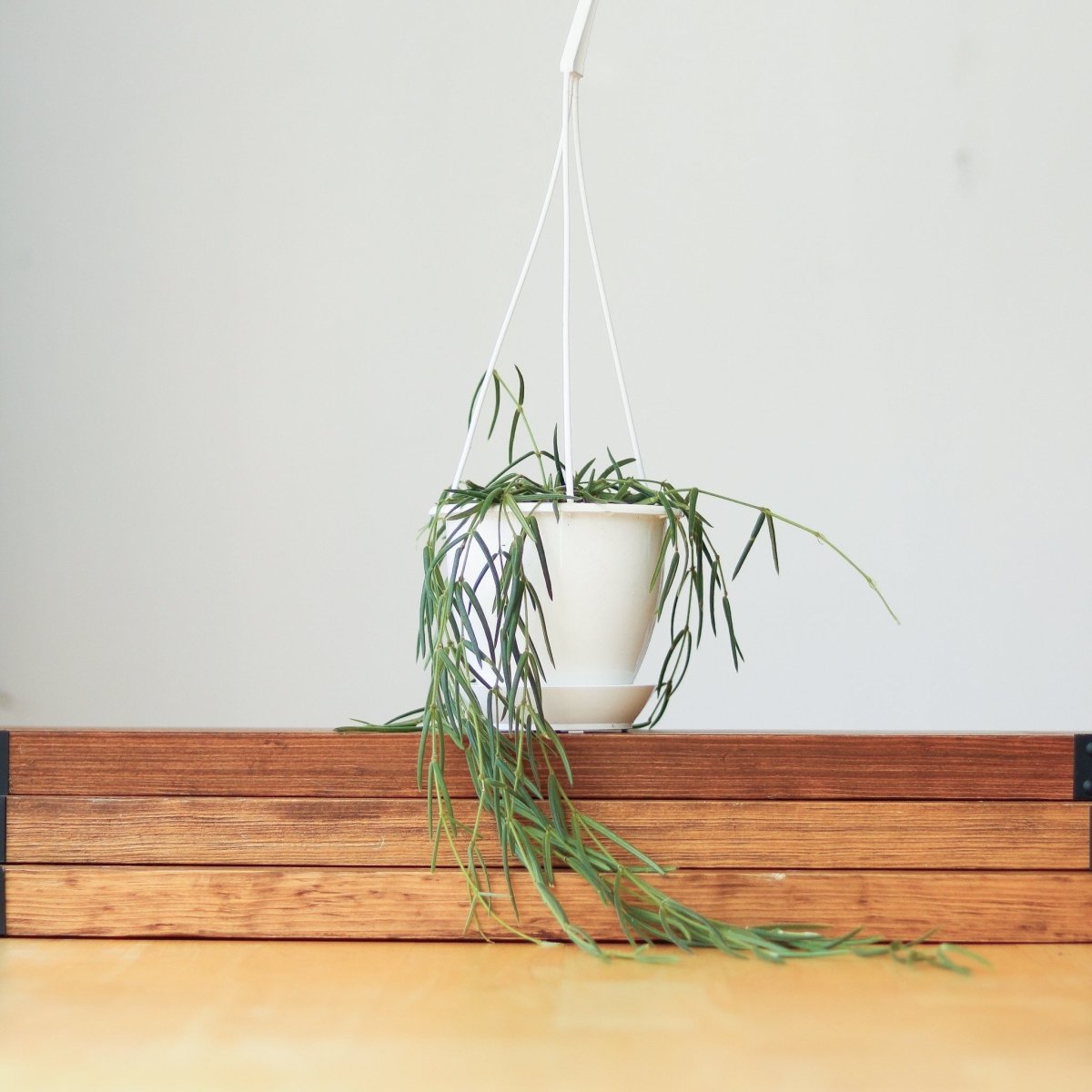  Hoya Linearis - Wax Vine