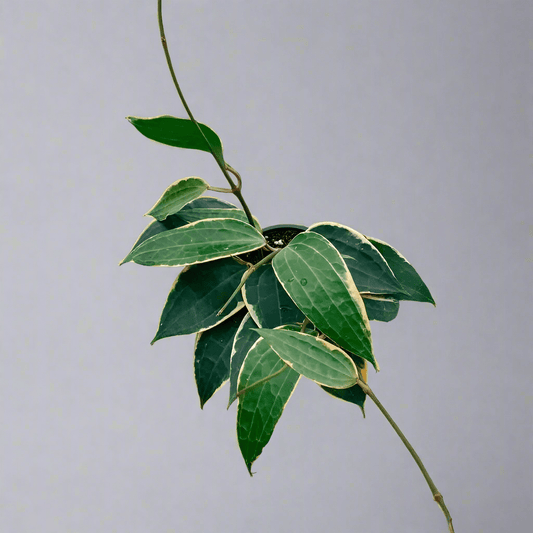  Hoya Macrophylla 'Variegata'
