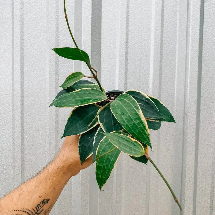  Hoya Macrophylla 'Variegata'