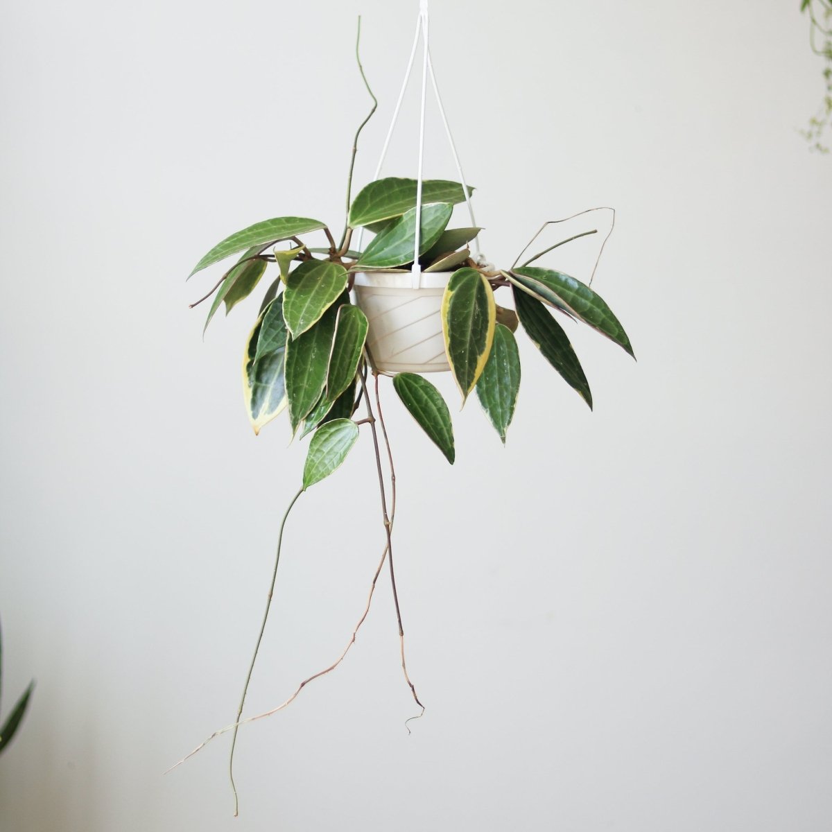  Hoya Macrophylla 'Variegata'