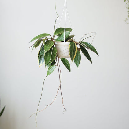  Hoya Macrophylla 'Variegata'