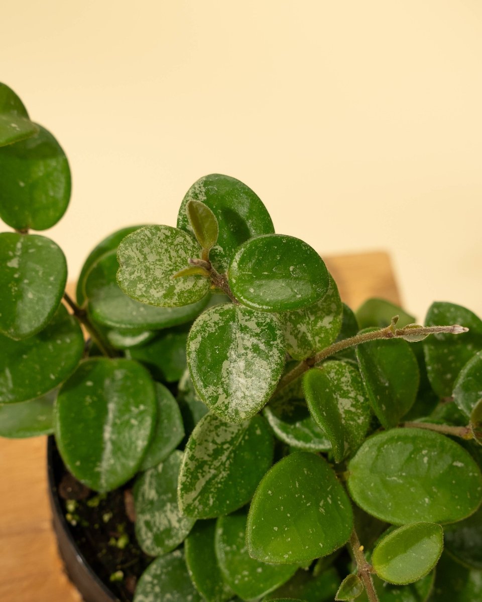  Hoya 'Mathilde' - Miniature Wax Plant