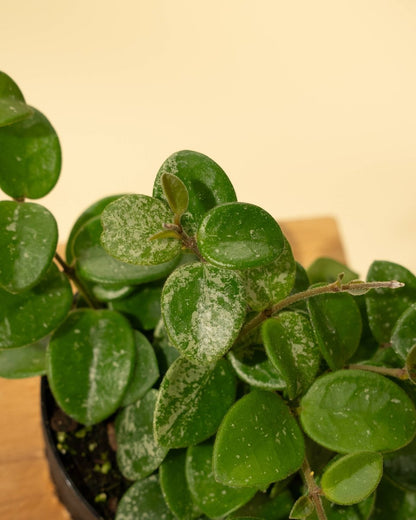  Hoya 'Mathilde' - Miniature Wax Plant