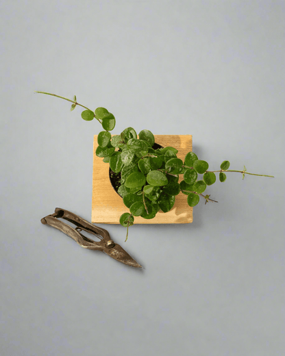  Hoya 'Mathilde' - Miniature Wax Plant