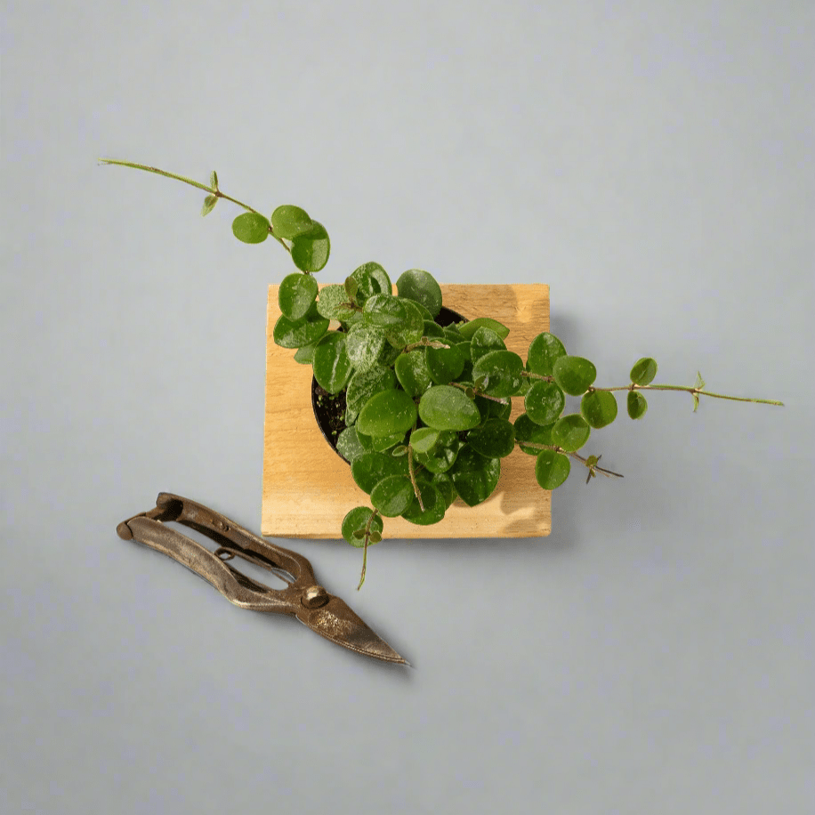  Hoya 'Mathilde' - Miniature Wax Plant