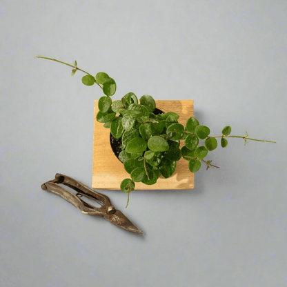  Hoya 'Mathilde' - Miniature Wax Plant