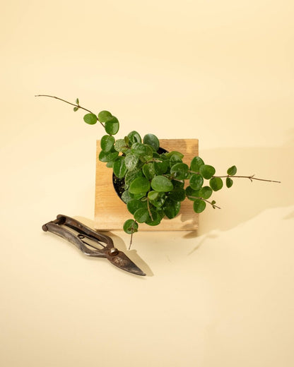  Hoya 'Mathilde' - Miniature Wax Plant