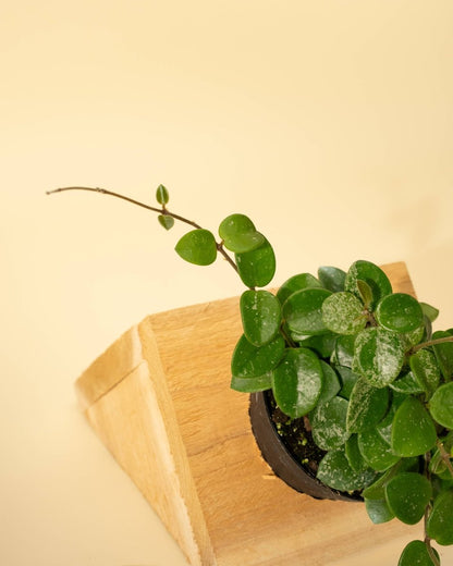  Hoya 'Mathilde' - Miniature Wax Plant