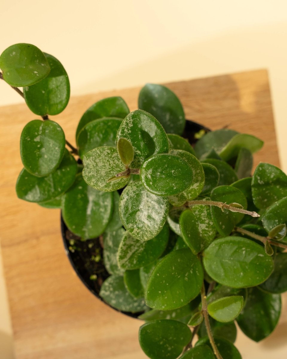  Hoya 'Mathilde' - Miniature Wax Plant