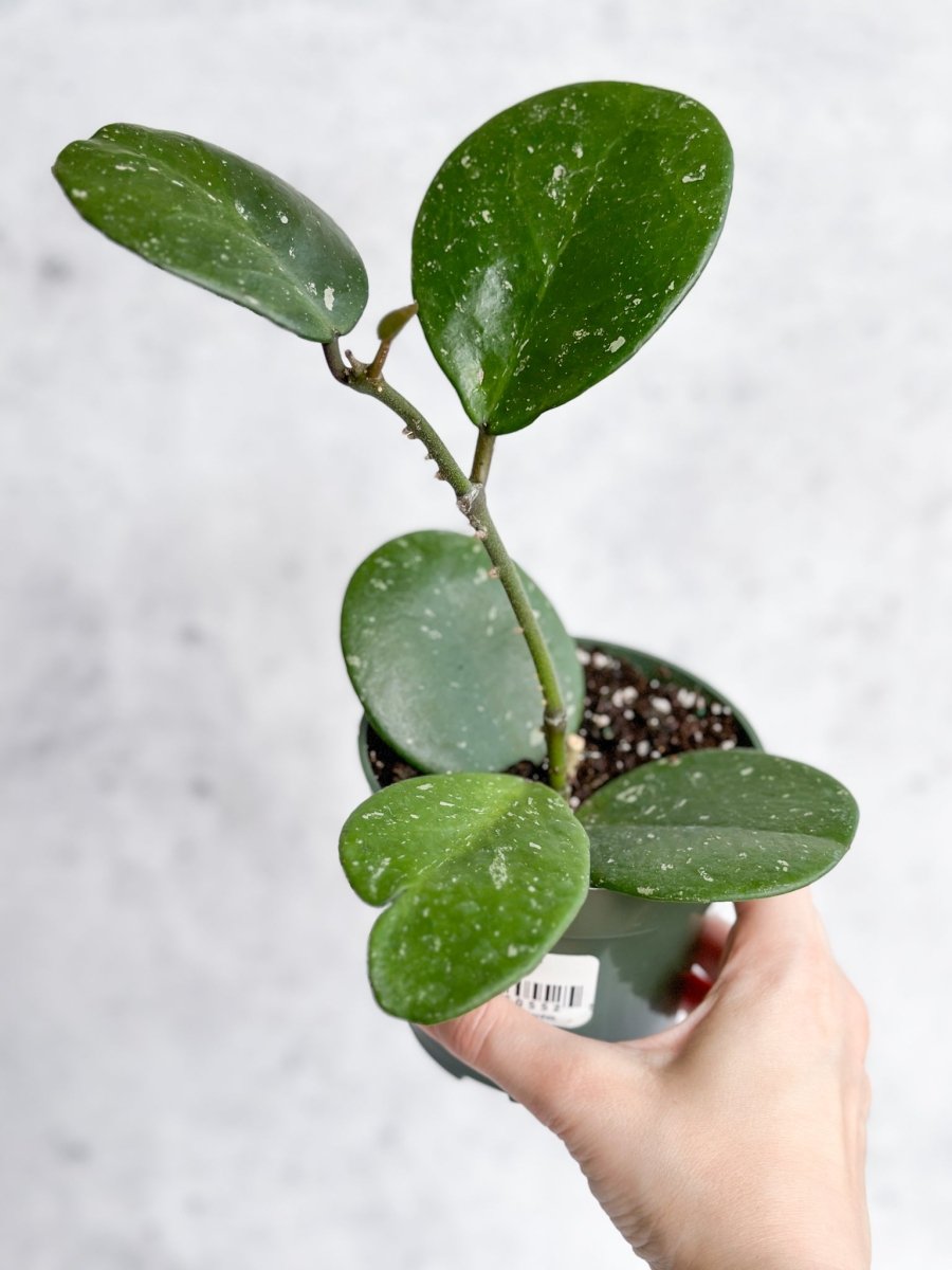  Hoya Obovata ‘Splash’ - Splash Variegated Hoya - 4 Inch