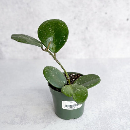  Hoya Obovata ‘Splash’ - Splash Variegated Hoya - 4 Inch
