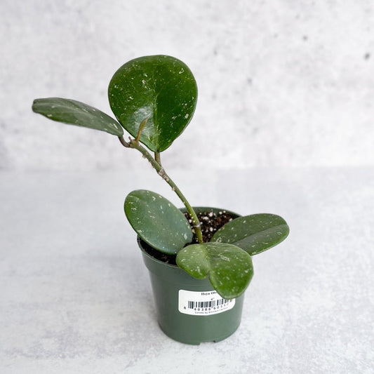  Hoya Obovata ‘Splash’ - Splash Variegated Hoya - 4 Inch
