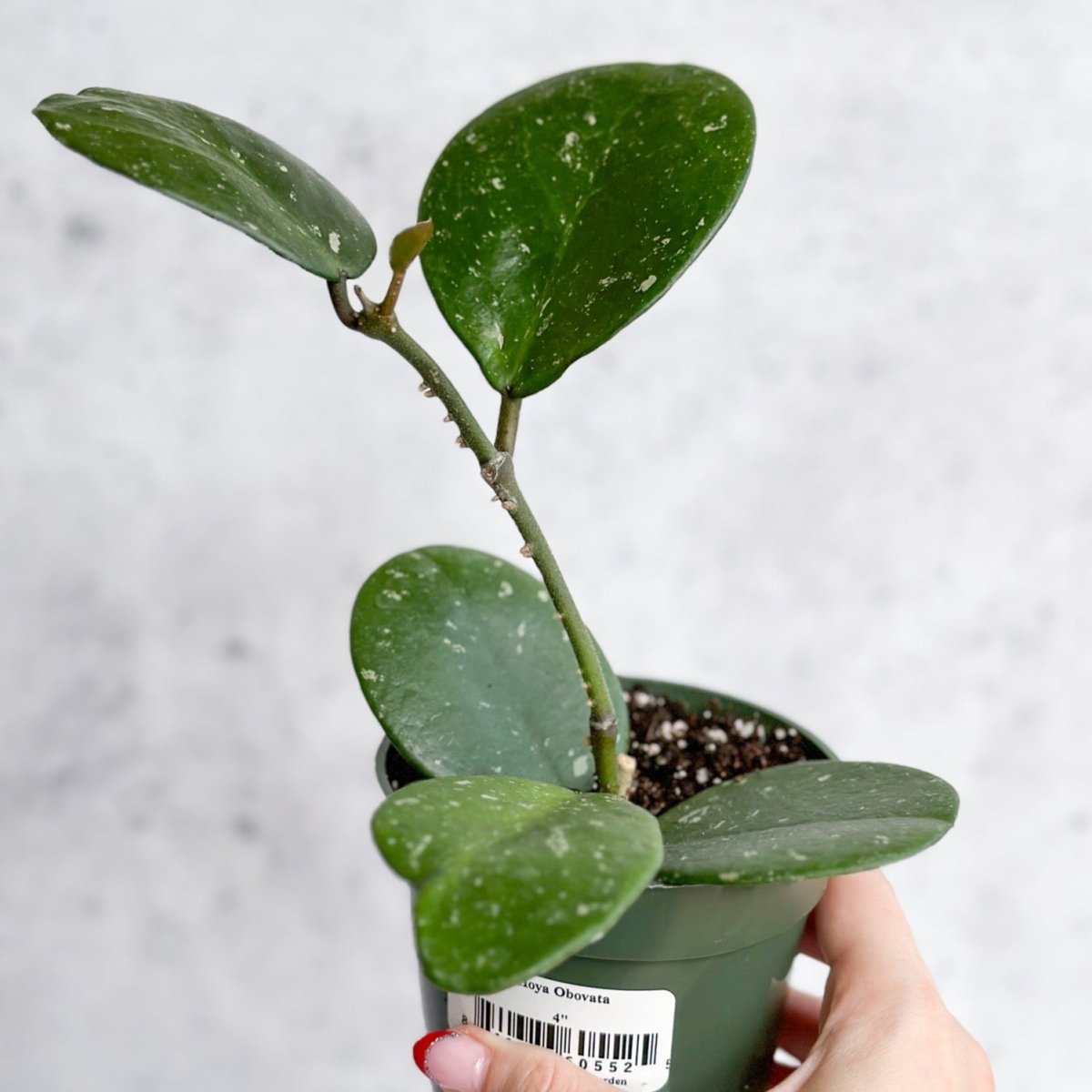  Hoya Obovata ‘Splash’ - Splash Variegated Hoya - 4 Inch