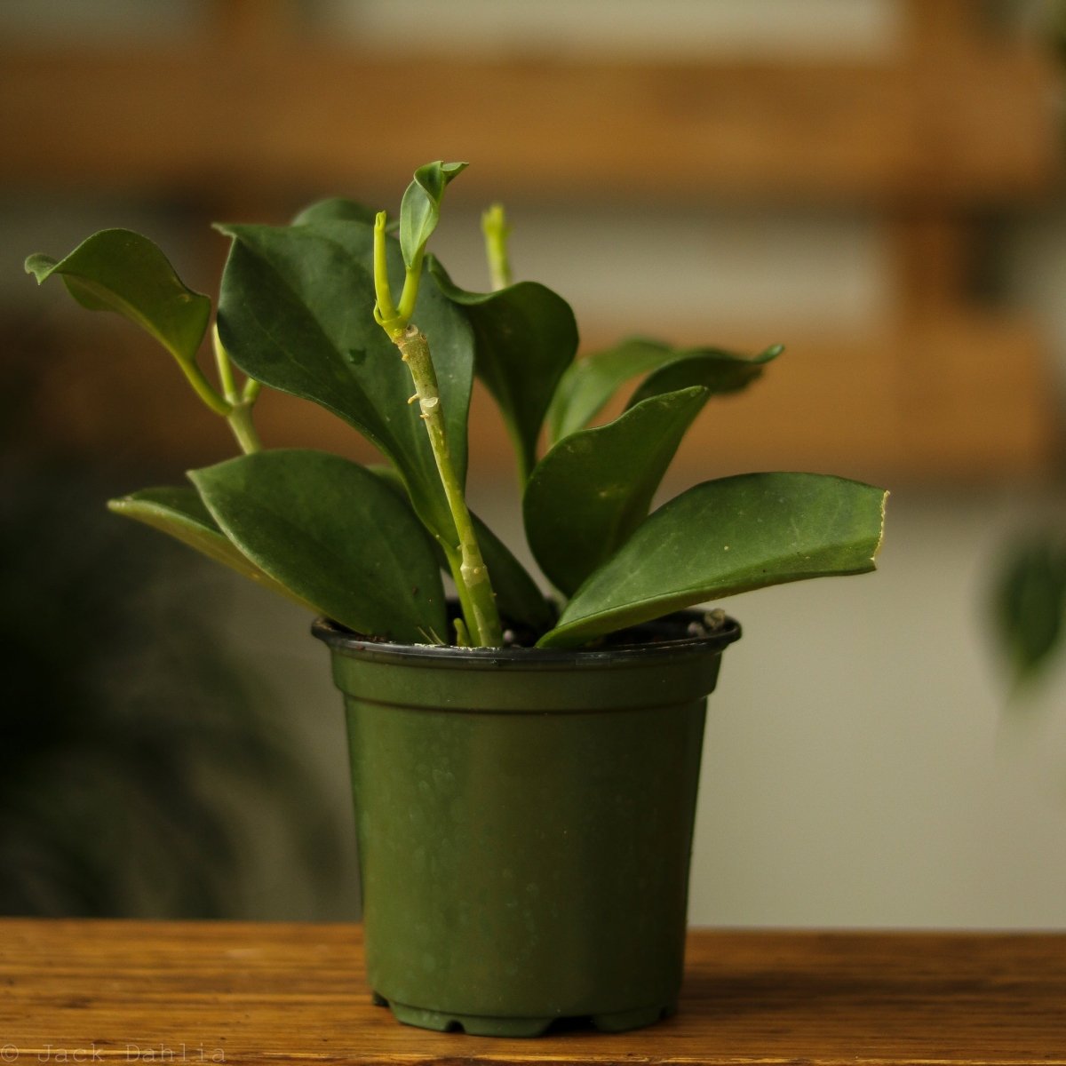  Hoya Pachyclada
