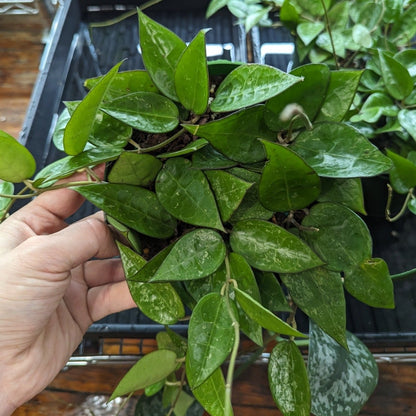  Hoya Parasitica 'Black Margin' - Black Margin Hoya