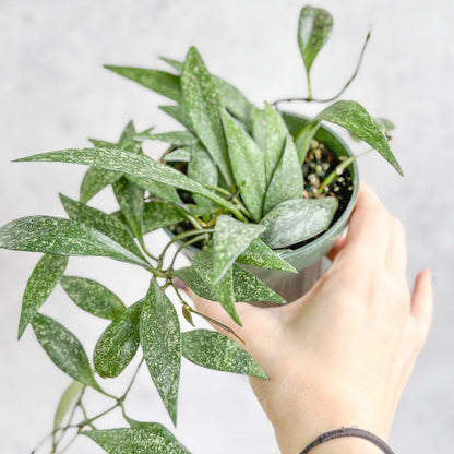  Hoya Parviflora ‘Dappled Wax Plant’ – Rare Speckled Hoya With Trailing Vines