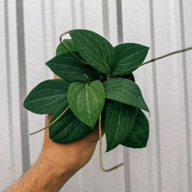  Hoya 'Pottsi' - Pottsi Unique Hoya Plant
