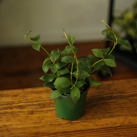  Hoya Pubera Nummularioides