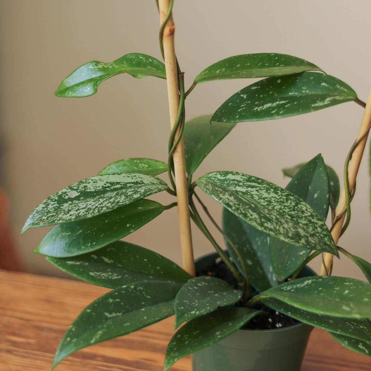  Hoya Pubicalyx 'Splash' Wax Plant