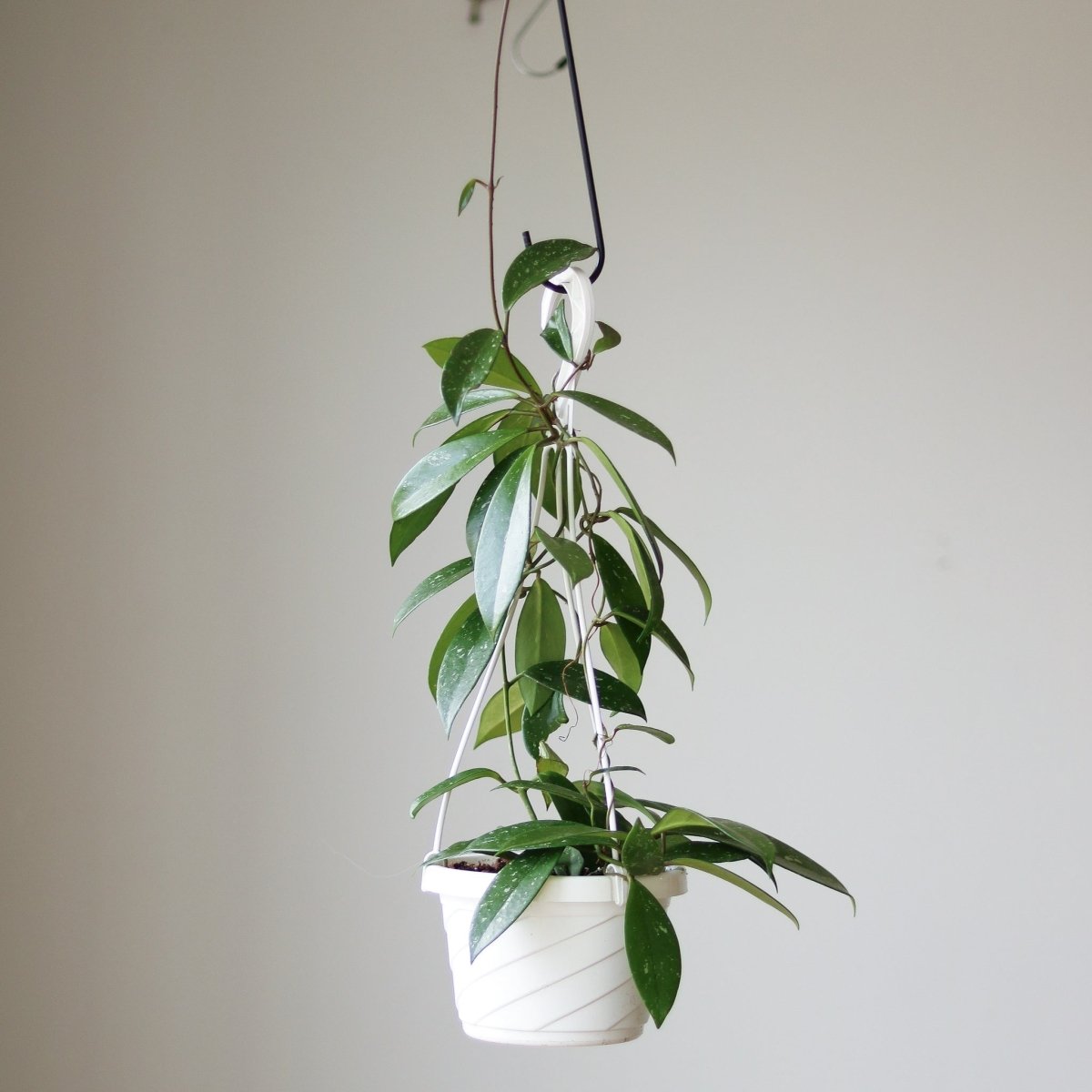  Hoya Pubicalyx 'Splash' Wax Plant
