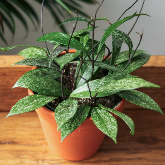  Hoya Pubicalyx 'Splash' Wax Plant