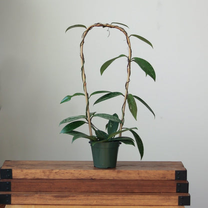  Hoya Pubicalyx 'Splash' Wax Plant