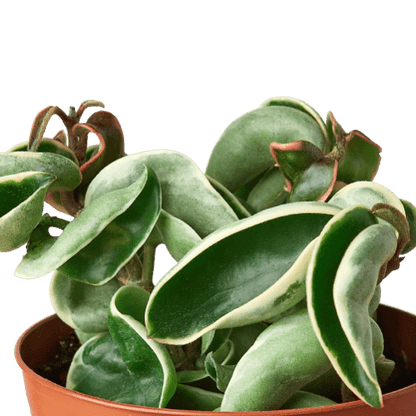  Hoya Rope Variegated – 4" Pot | Rare Hoya Carnosa 'Compacta Variegata'
