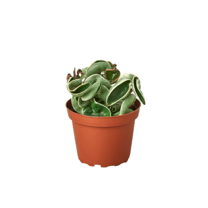  Hoya Rope Variegated – 4" Pot | Rare Hoya Carnosa 'Compacta Variegata'