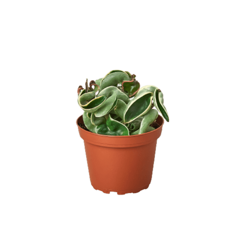  Hoya Rope Variegated – 4" Pot | Rare Hoya Carnosa 'Compacta Variegata'