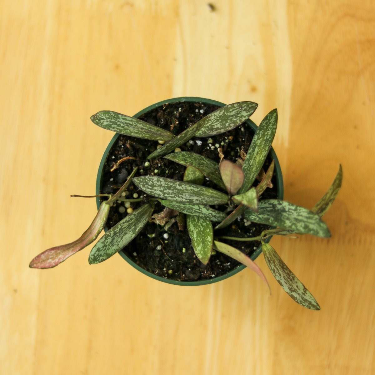  Hoya Sigillatis – Rare Silver-Speckled Hoya