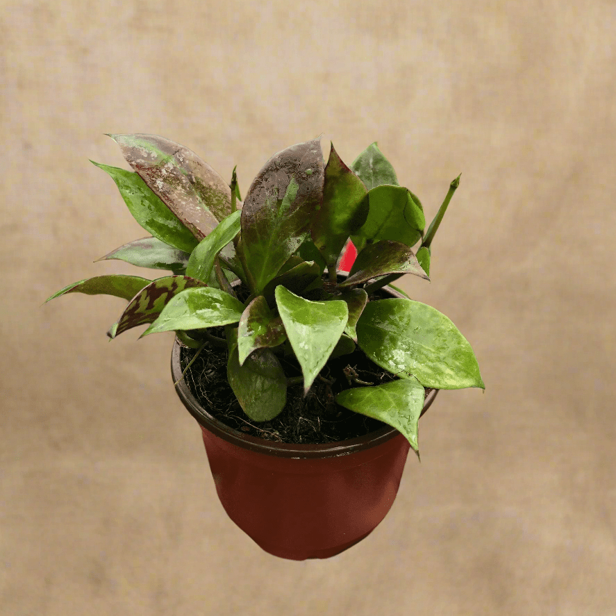  Hoya Sunrise - Brightly Variegated Wax Plant