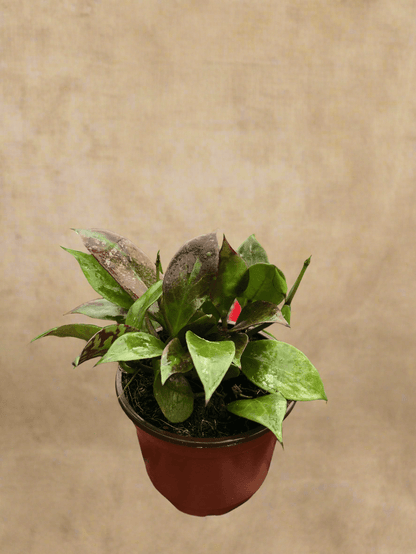  Hoya Sunrise - Brightly Variegated Wax Plant