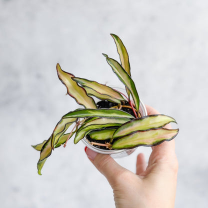  Hoya Wayetii Tricolor Variegated