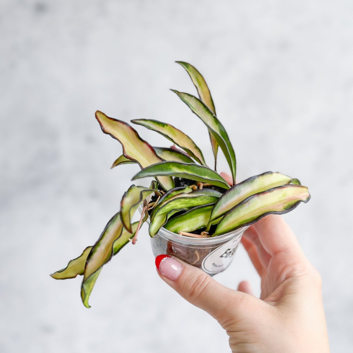  Hoya Wayetii Tricolor Variegated