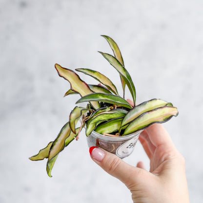  Hoya Wayetii Tricolor Variegated