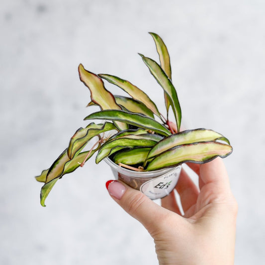  Hoya Wayetii Tricolor Variegated