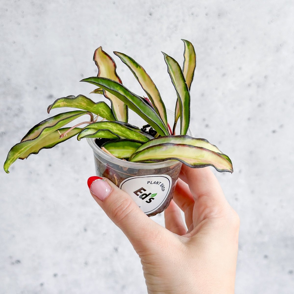  Hoya Wayetii Tricolor Variegated