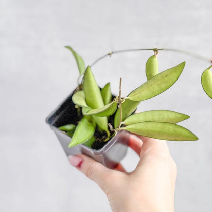  Hoya Wayetti - Waytti Hoya
