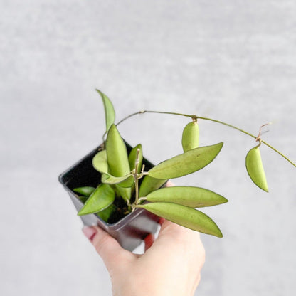  Hoya Wayetti - Waytti Hoya