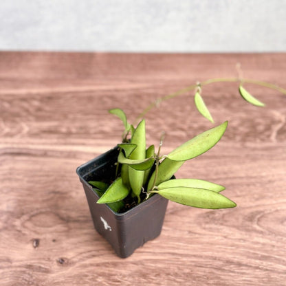  Hoya Wayetti - Waytti Hoya