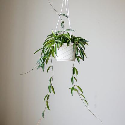  Hoya Wayetti - Waytti Hoya