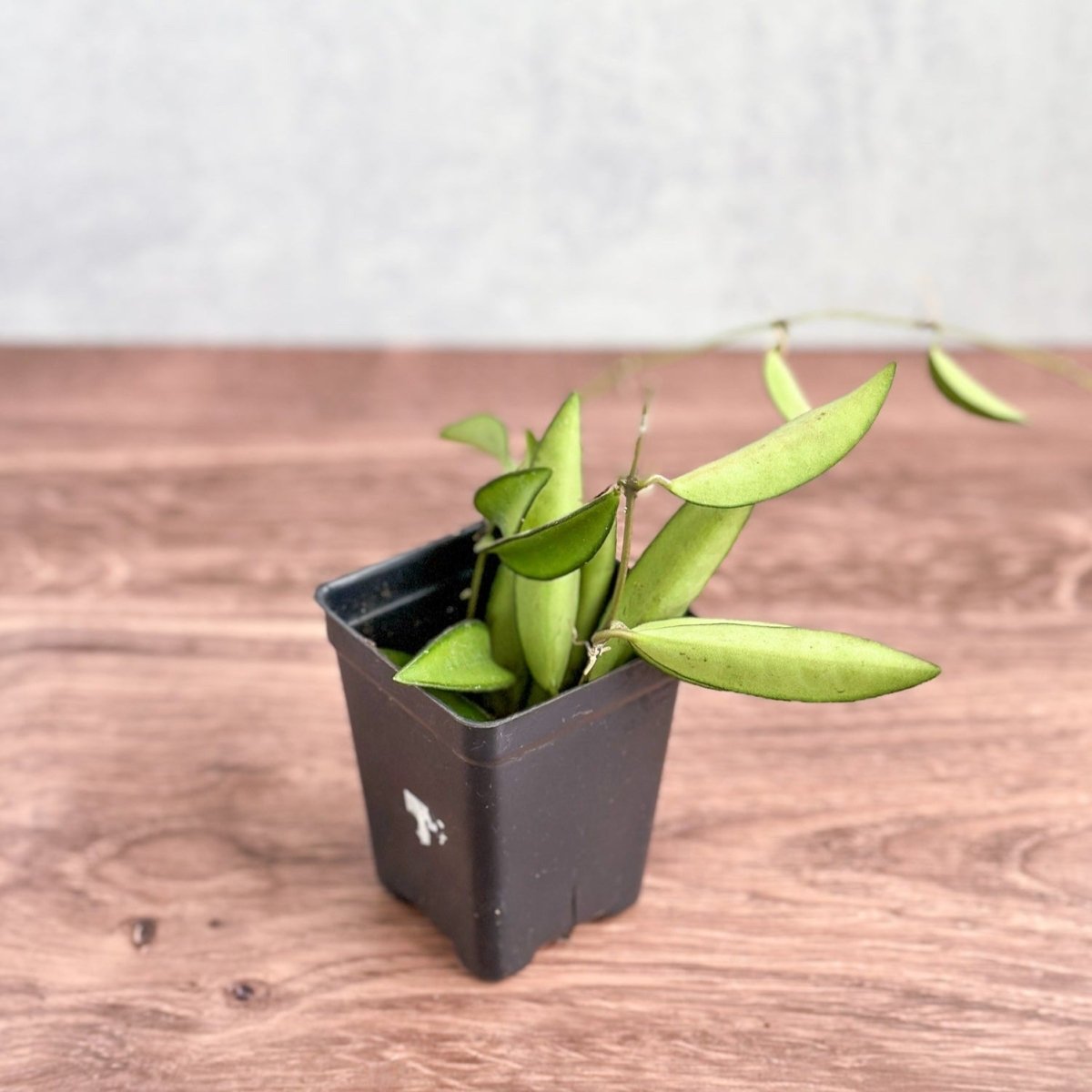  Hoya Wayetti - Waytti Hoya