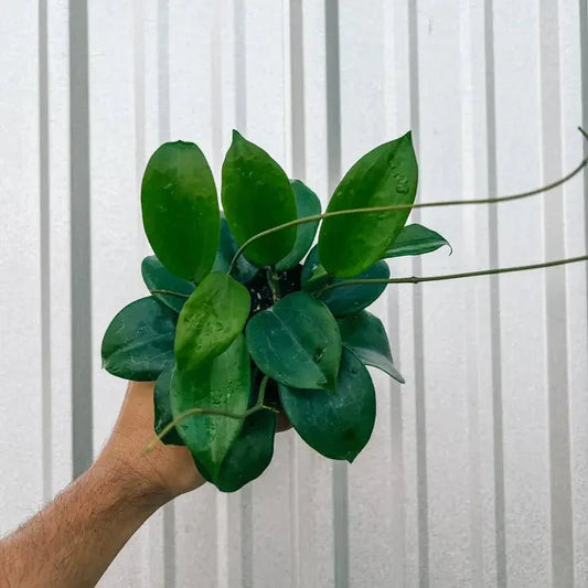  Hoya'Quinquenervia' - Star Of Madura