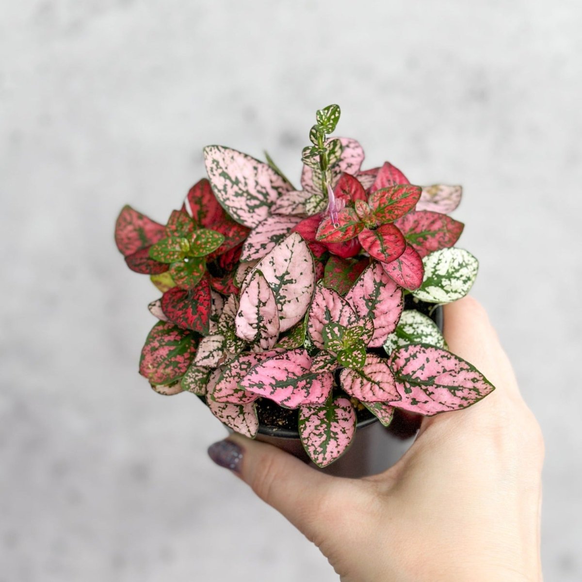  Hypoestes Phyllostachya 'Polka Dot Plant'