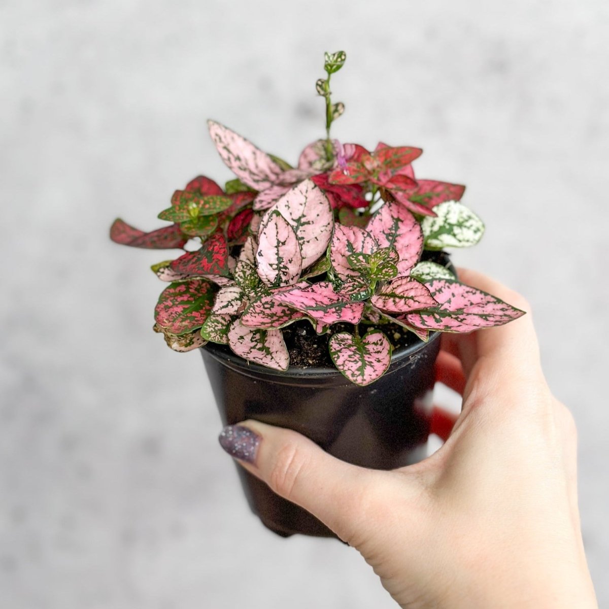  Hypoestes Phyllostachya 'Polka Dot Plant'
