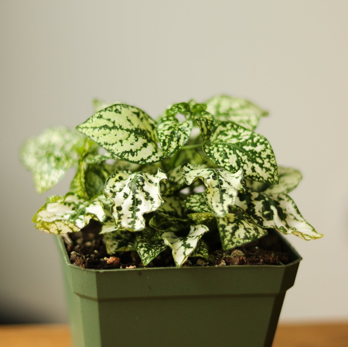  Hypoestes Phyllostachya 'Polka Dot Plant'