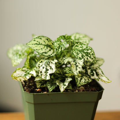  Hypoestes Phyllostachya 'Polka Dot Plant'