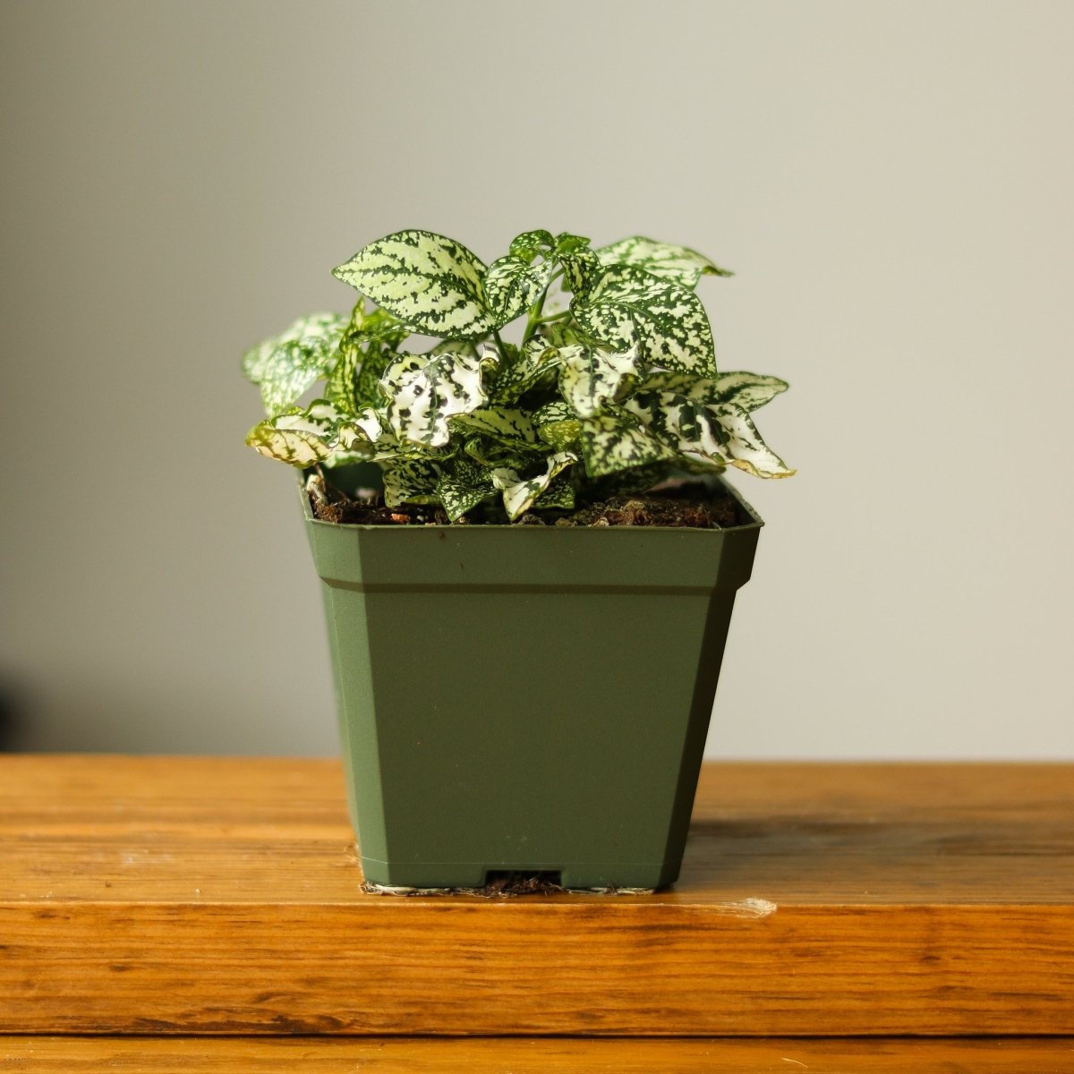  Hypoestes Phyllostachya 'Polka Dot Plant'