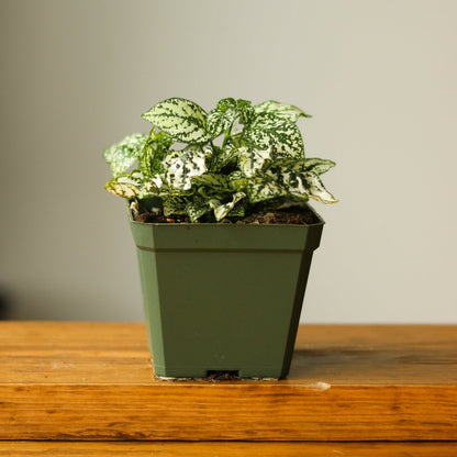  Hypoestes Phyllostachya 'Polka Dot Plant'