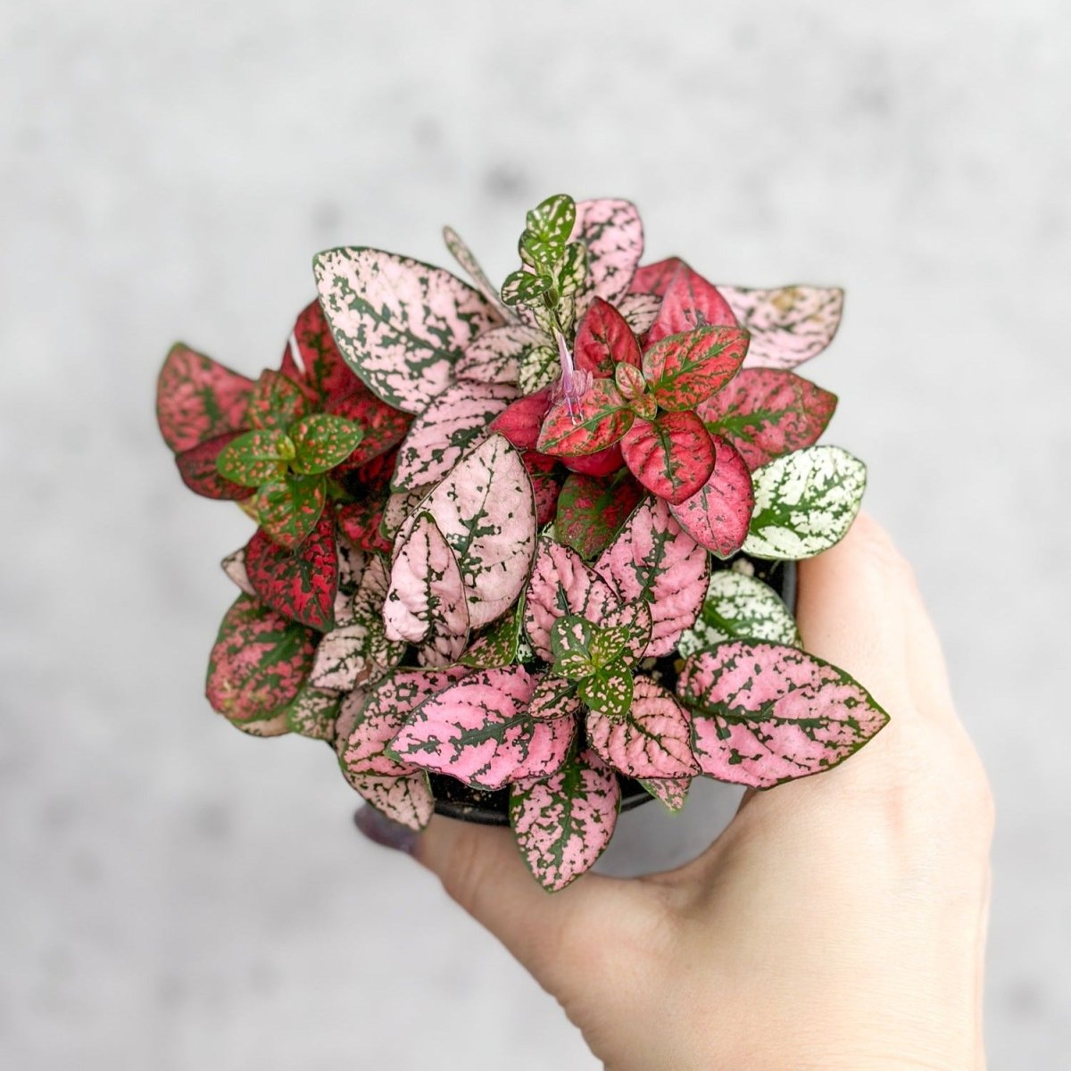  Hypoestes Phyllostachya 'Polka Dot Plant'